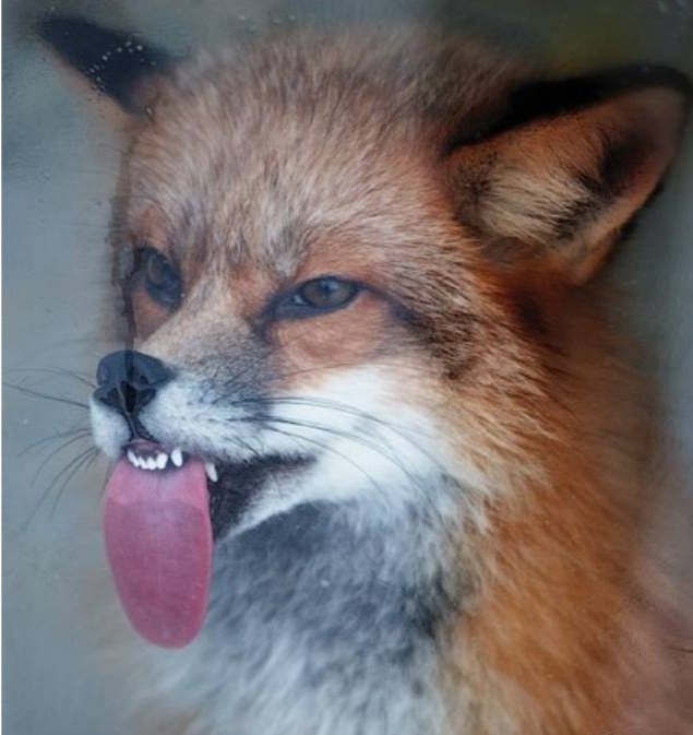 Аватар пользователя