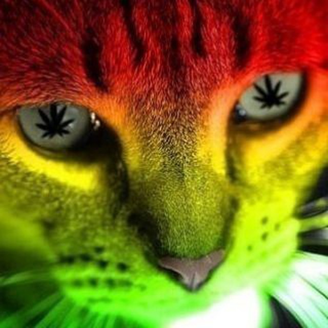 Аватар пользователя