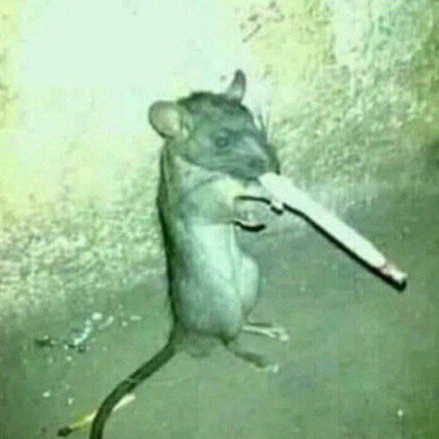 Аватар пользователя