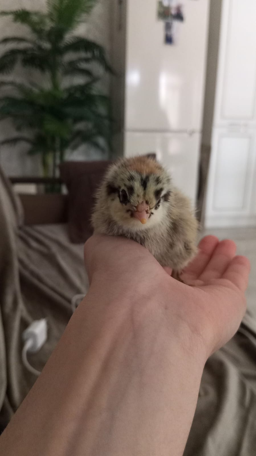 Аватар пользователя