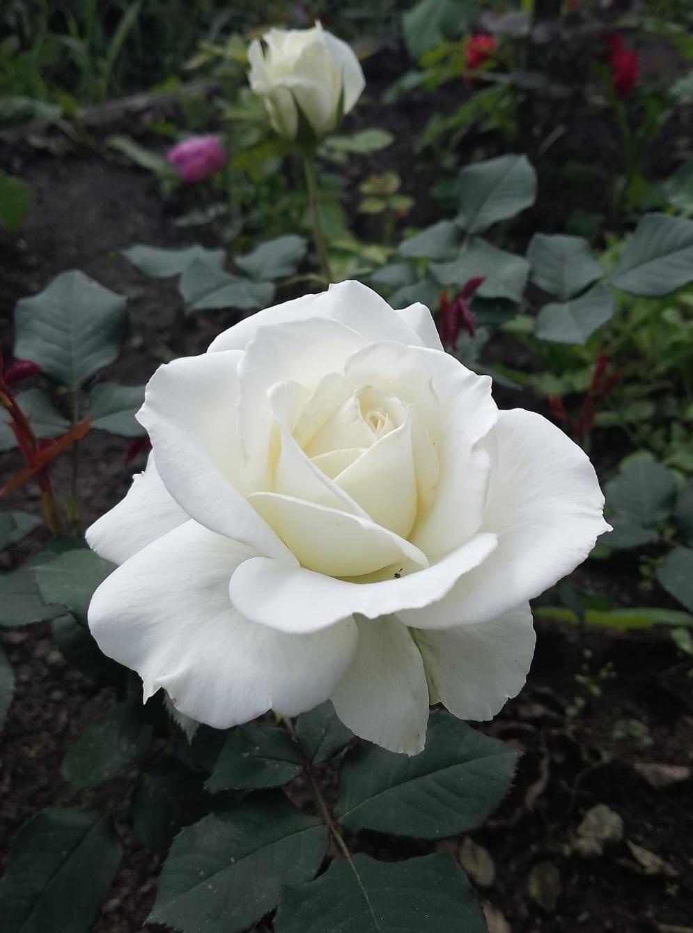 Аватар пользователя