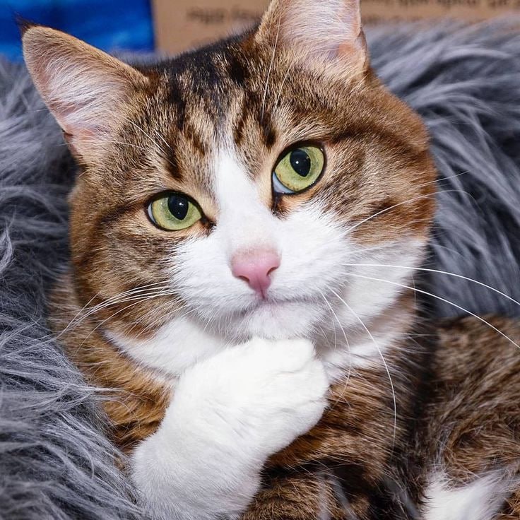 Аватар пользователя