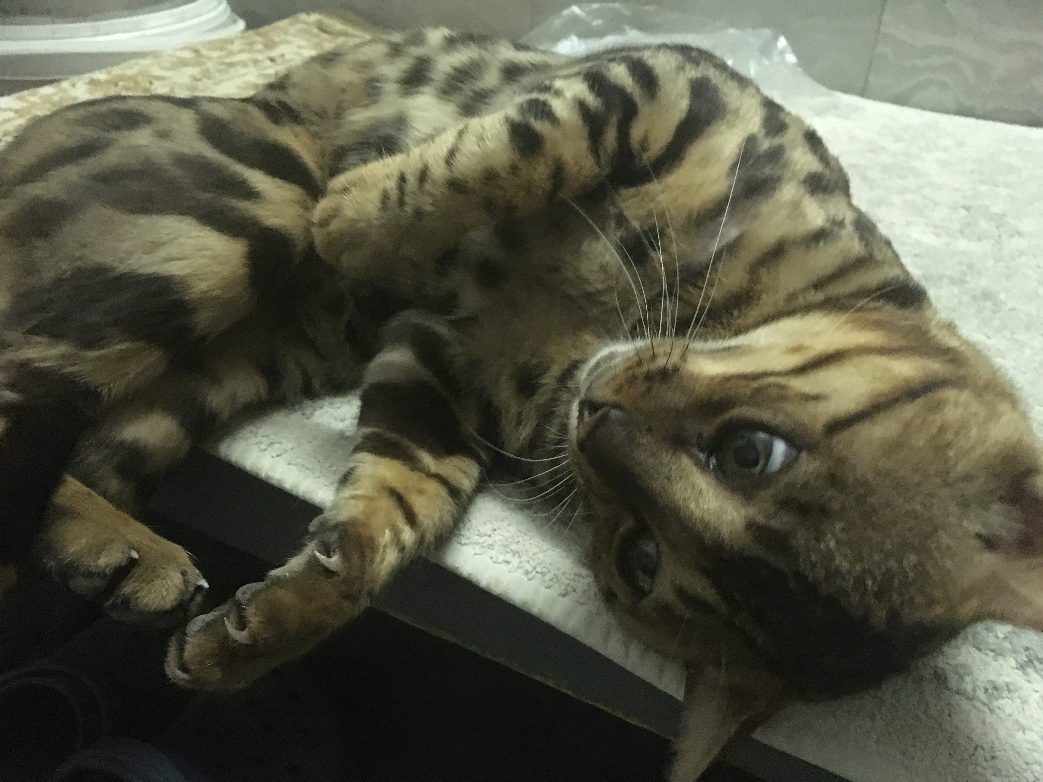 Аватар пользователя