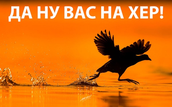 Аватар пользователя