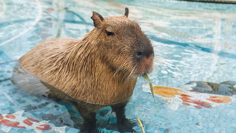 Аватар пользователя