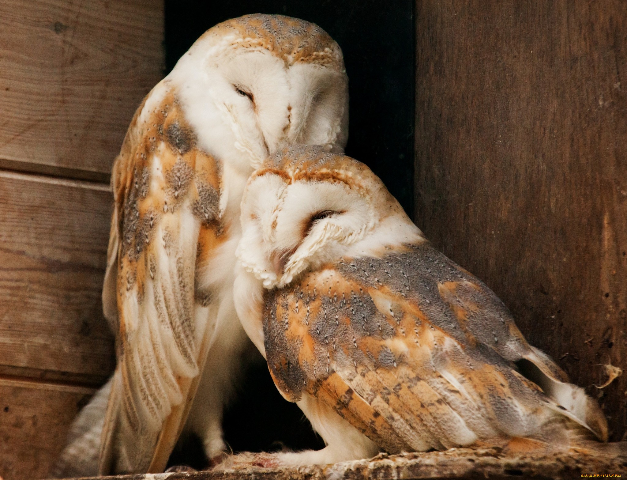 Аватар пользователя