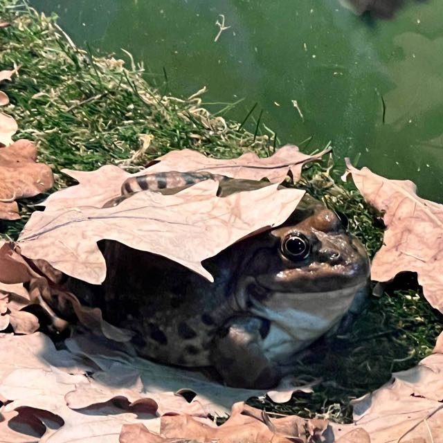 Аватар пользователя