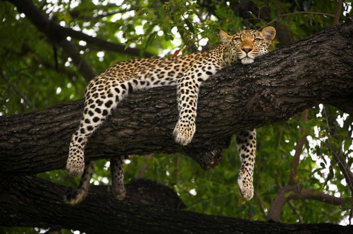 Аватар пользователя