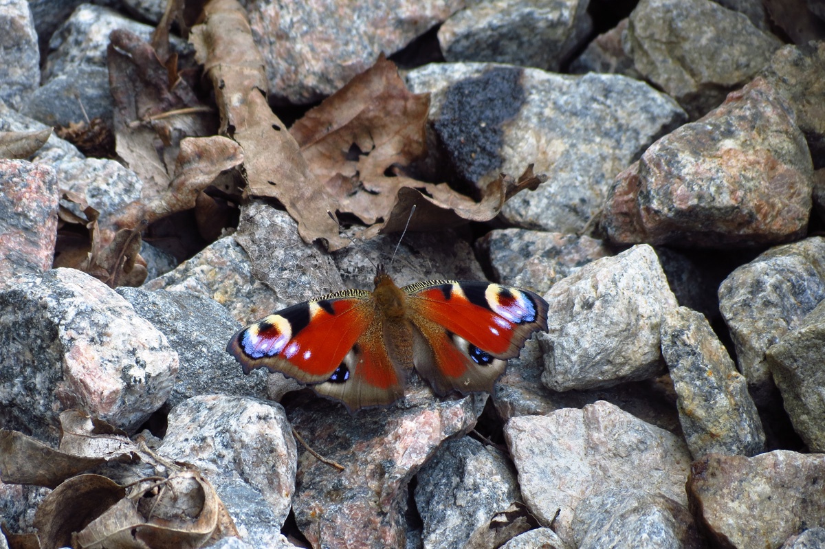 Аватар пользователя