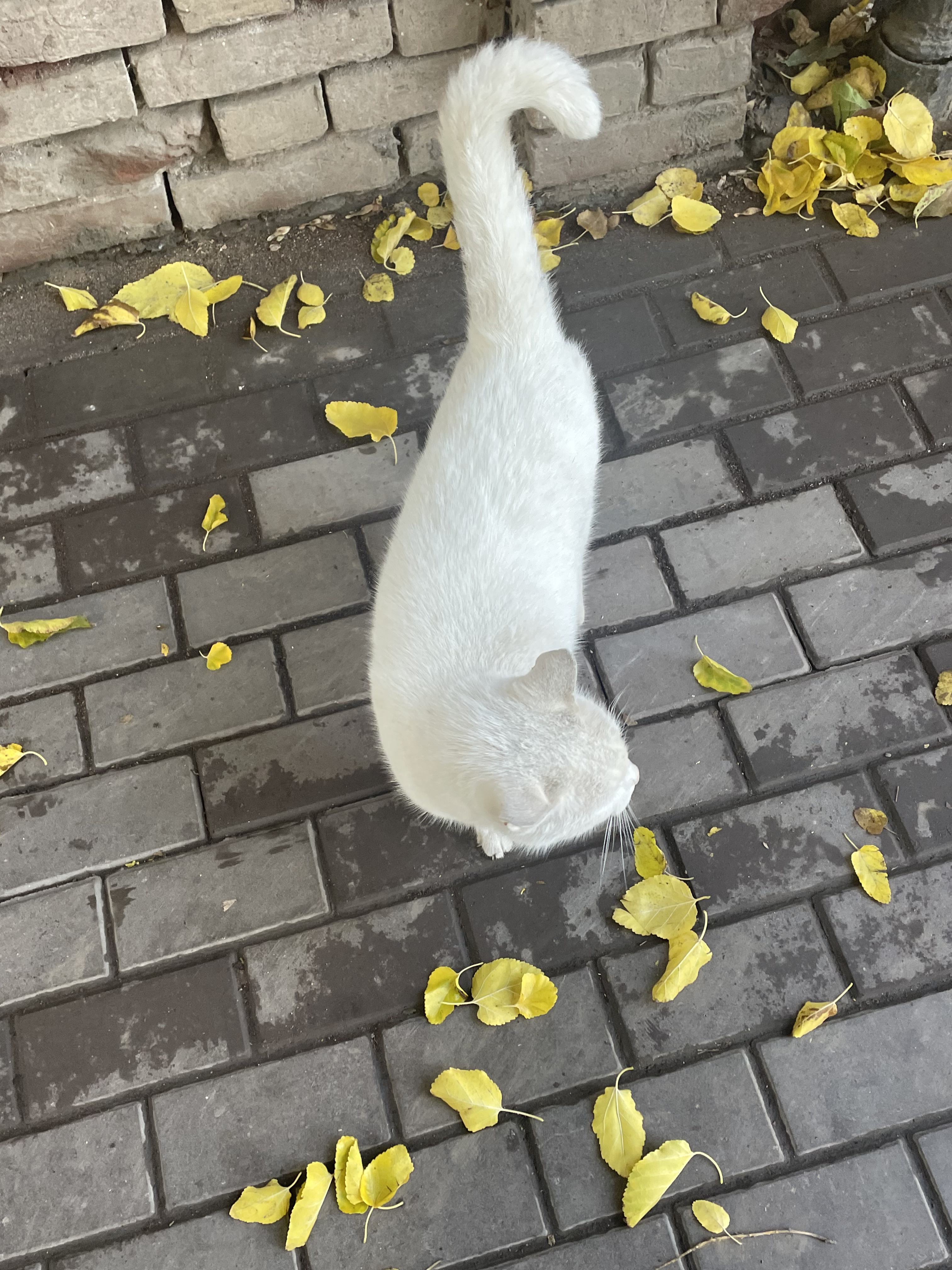 Аватар пользователя