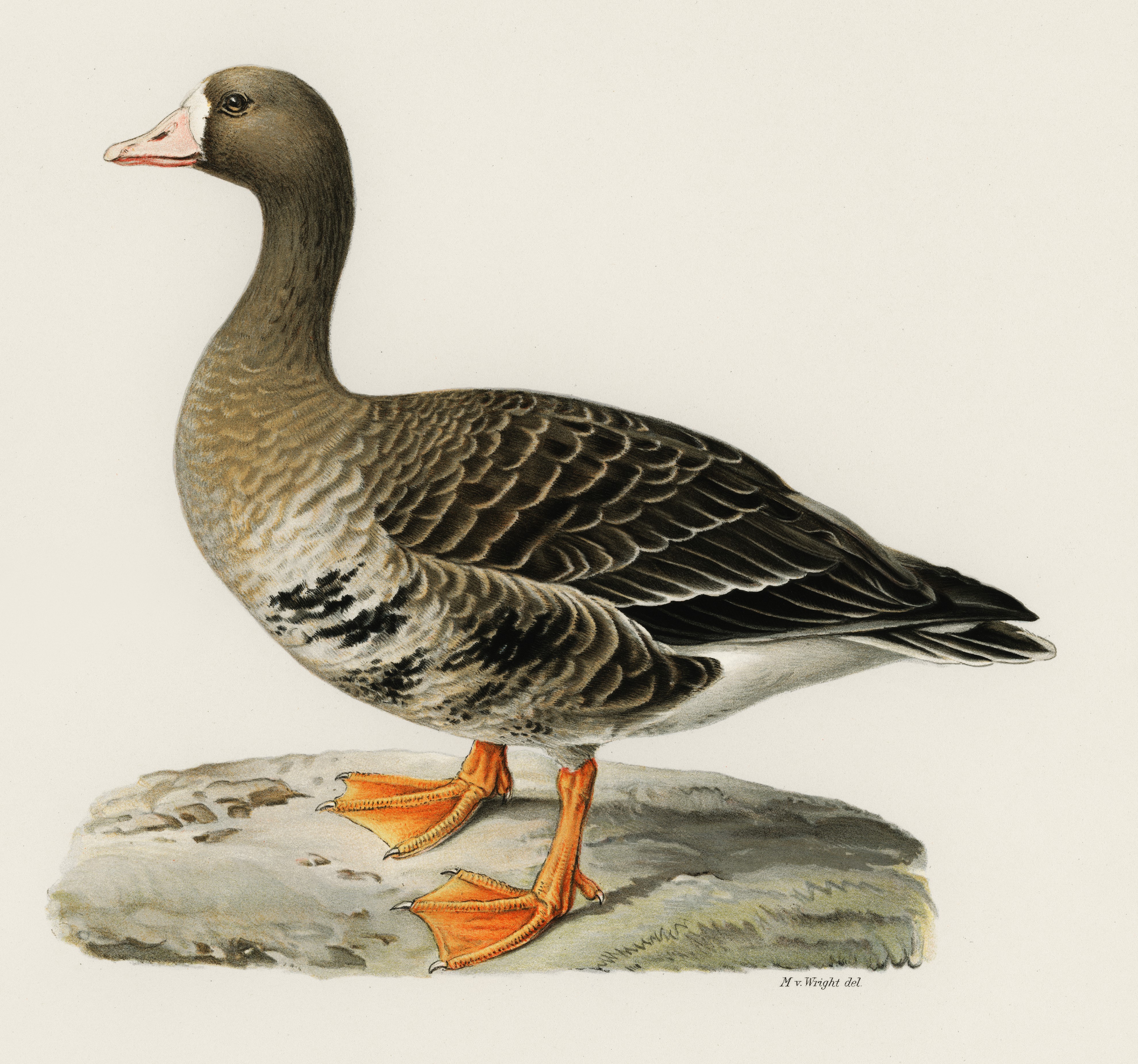 Аватар пользователя