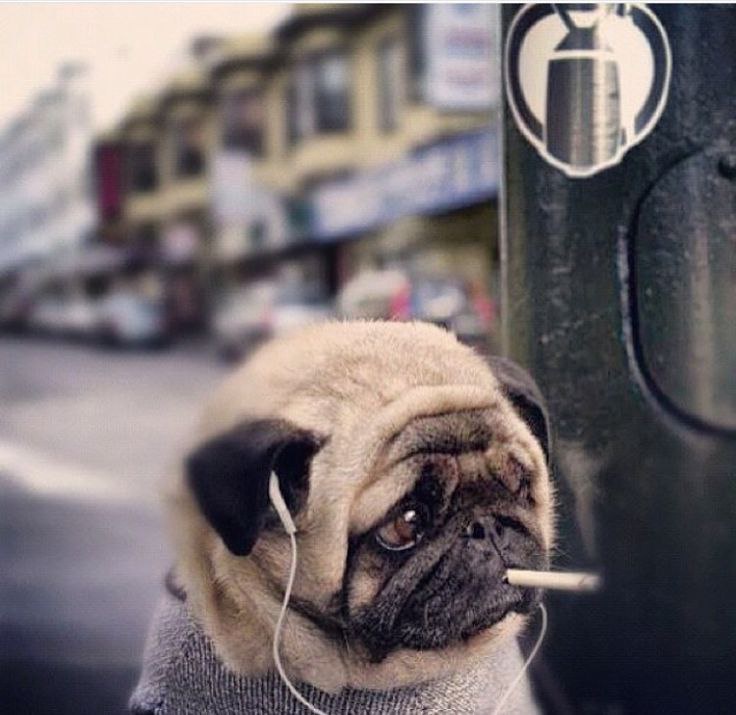 Аватар пользователя