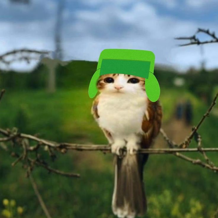 Аватар пользователя