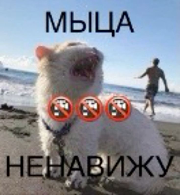 Аватар пользователя