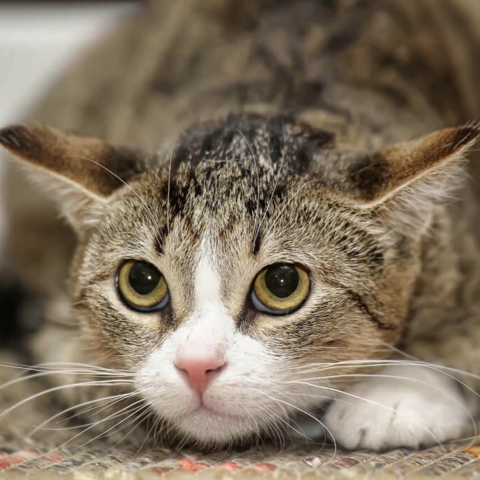 Аватар пользователя